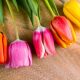 Różnorodne odmiany tulipanów - ich różnice i grupy