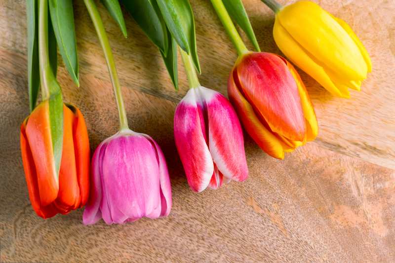 Różnorodne odmiany tulipanów - ich różnice i grupy