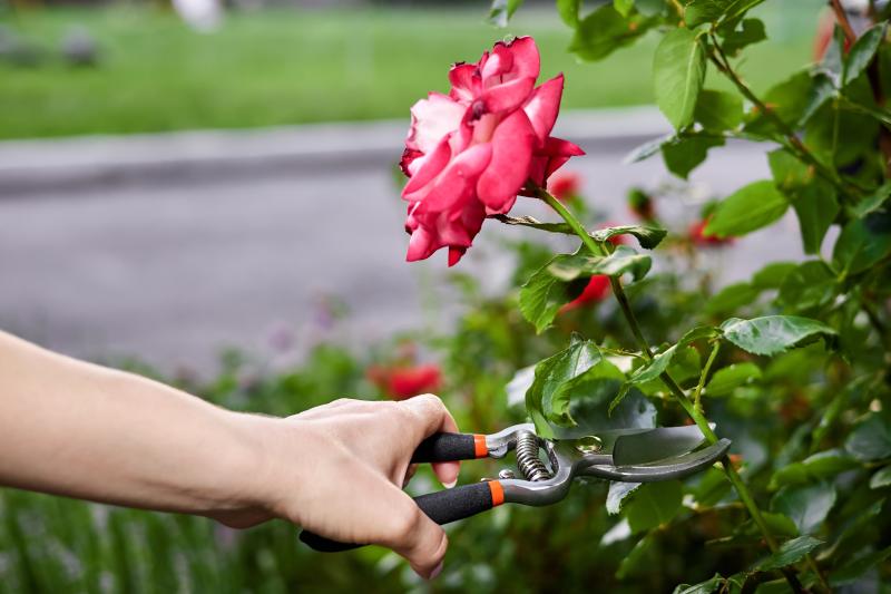 Kiedy i jak prawidłowo przesadzać róże w ogrodzie