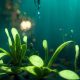 Flora wodna: rośliny unoszące się na powierzchni wody, rośliny zanurzone, rośliny bagienne i rośliny dla oczek wodnych